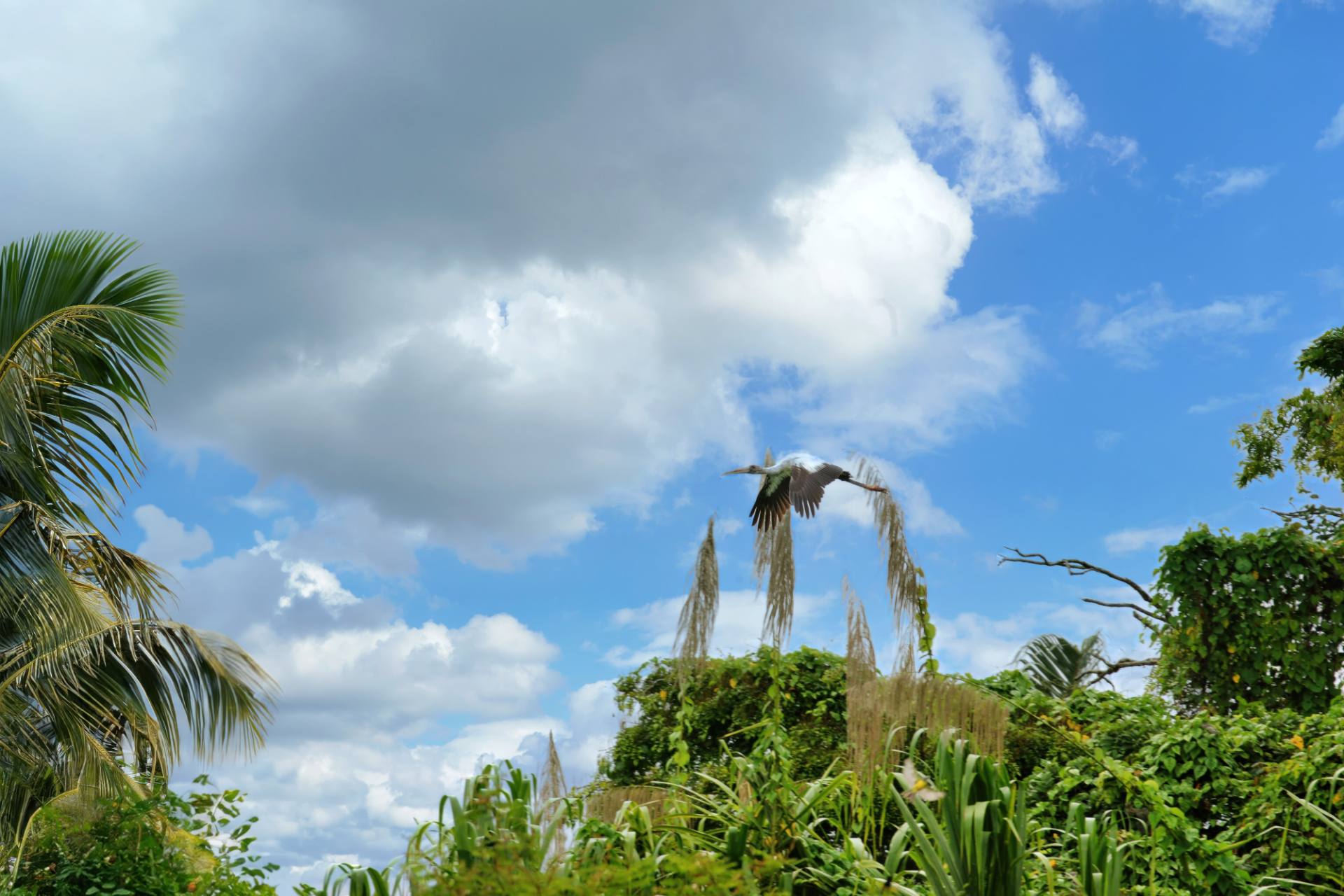 Amerikanischer Waldstorch